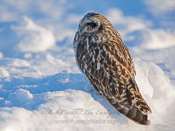 Asio flammeus  SHORT-EARED OWL 6037607+