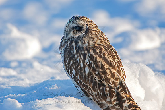 Asio flammeus  SHORT-EARED OWL 6037608+