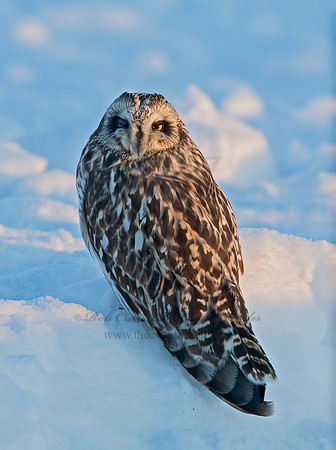 Asio flammeus  SHORT-EARED OWL 6037623+