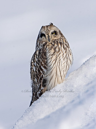 Asio flammeus  SHORT-EARED OWL 3027940