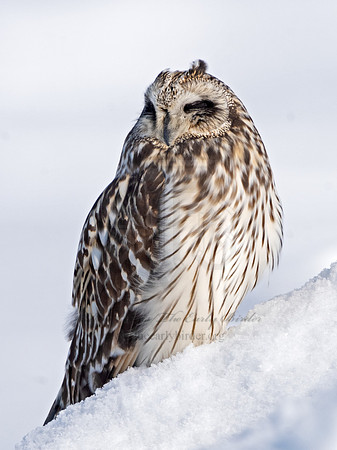 Asio flammeus  SHORT-EARED OWL 3027933