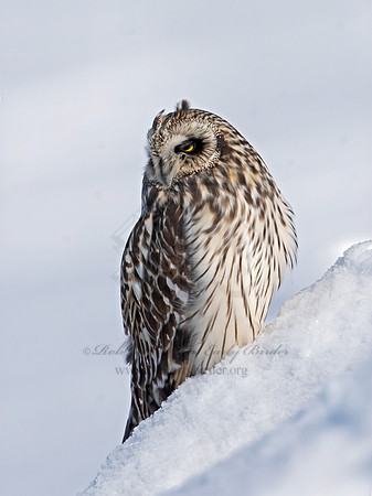 Asio flammeus  SHORT-EARED OWL 3027939+
