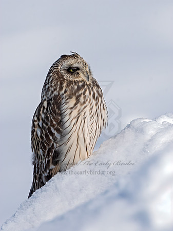 Asio flammeus  SHORT-EARED OWL 3027937+