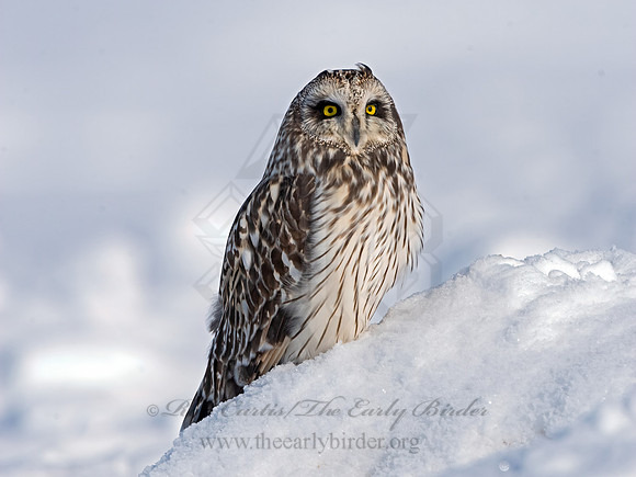 Asio flammeus  SHORT-EARED OWL 3027967+