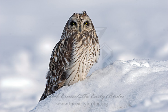 Asio flammeus  SHORT-EARED OWL 3027958+