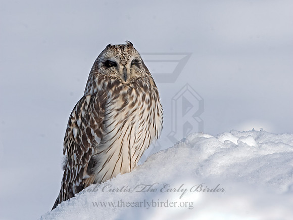 Asio flammeus  SHORT-EARED OWL 3027956+