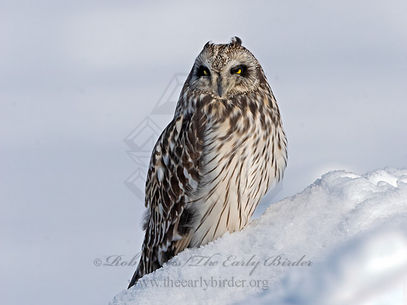 Asio flammeus  SHORT-EARED OWL 3027936+