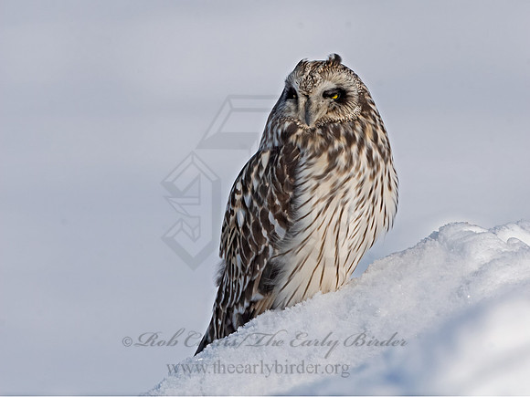Asio flammeus  SHORT-EARED OWL 3027949+
