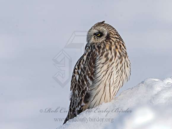 Asio flammeus  SHORT-EARED OWL 3027952+