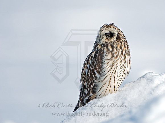Asio flammeus  SHORT-EARED OWL 6037572+
