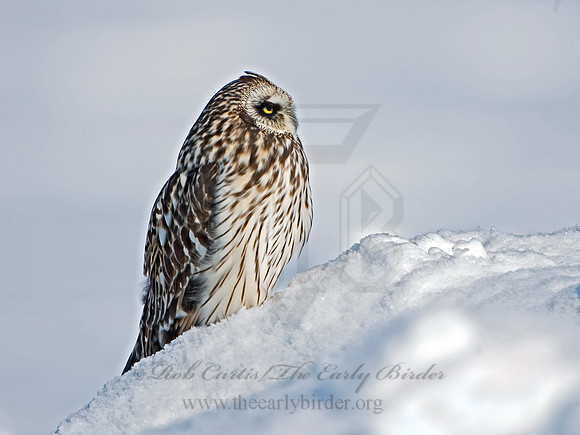 Asio flammeus  SHORT-EARED OWL 6037580+