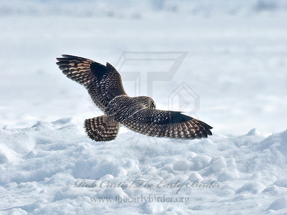 Asio flammeus  SHORT-EARED OWL 6037565+