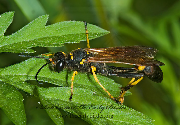 Sceliphron caementarium 5000331z
