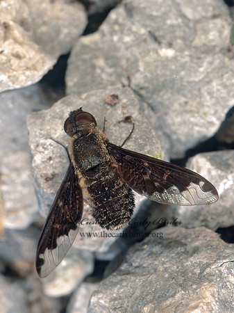 Hemipenthes sinuosa  VILIINI BEE FLY 154622z