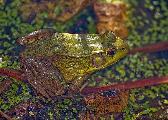Lithobates clamitans melanota  NORTHERN GREEN FROG 5002521 z
