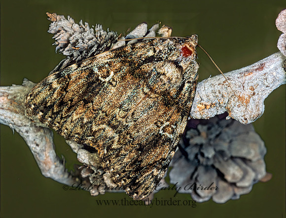 Catocala ilia  ILIA UNDERWING 96401 z