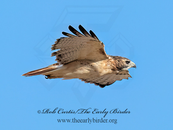 Buteo Jamaicensis RED-TAILED HAWK 9090929z