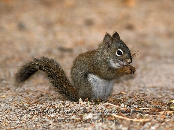 Tamiasciurus hudsonicus  AMERICAN RED SQUIRREL  6027597 z