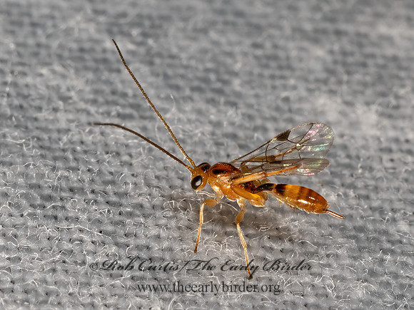 Mesochorinae  ICHNEUMON WASP 3028396z