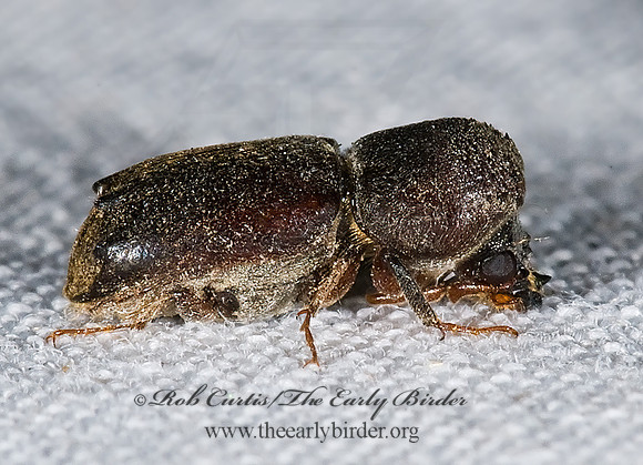 Dendrobiella aspera  HORNED POWDER POST BEETLE 6024728 z