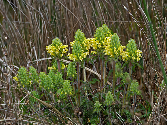 Pedicularis canadensis  CANADIAN LOUSWORT 9043507z