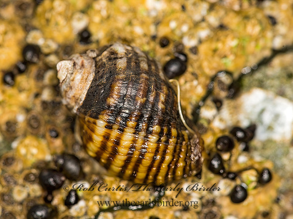 Nucella ostrina  STRIPED DOGWHISTLE 9059362z