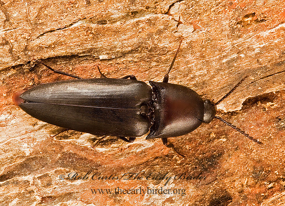 Parallelostethus attenuatus 8007520z