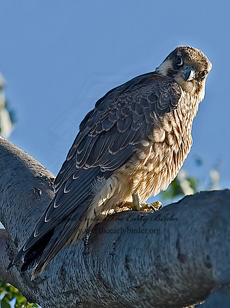Falco peregrinus  PEREGRINE FALCON 7012801+