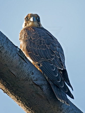 Falco peregrinus  PEREGRINE FALCON 7012778+