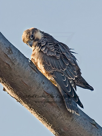 Falco peregrinus  PEREGRINE FALCON 7012781+