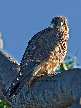 Falco peregrinus  PEREGRINE FALCON 7012798+