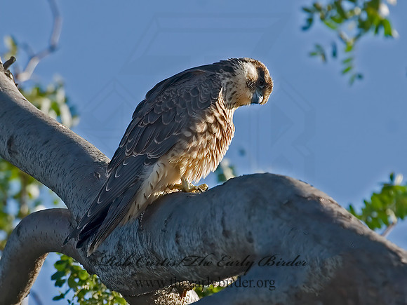 Falco peregrinus  PEREGRINE FALCON 7012800+