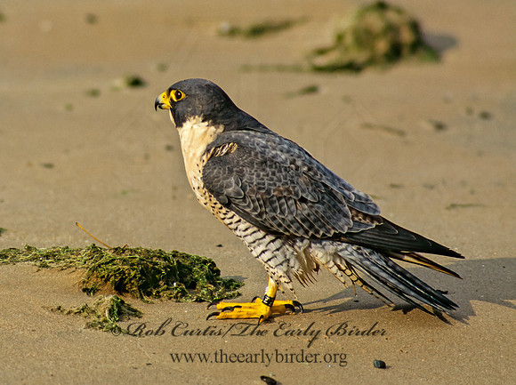 Falco peregrinus  PEREGRINE FALCON 97833+