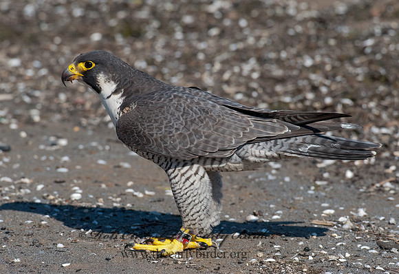 Falco peregrinus  PEREGRINE FALCON 8028516+