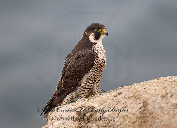 Falco peregrinus  PEREGRINE FALCON 9055406+
