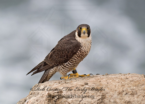 Falco peregrinus  PEREGRINE FALCON 9055398+
