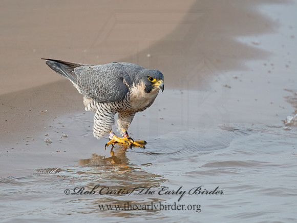 Falco peregrinus  PEREGRINE FALCON 6035425+