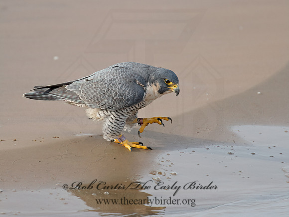 Falco peregrinus  PEREGRINE FALCON 6035424+