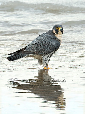 Falco peregrinus  PEREGRINE FALCON 6035391+
