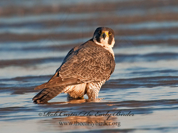 Falco peregrinus  PEREGRINE FALCON 3010367+