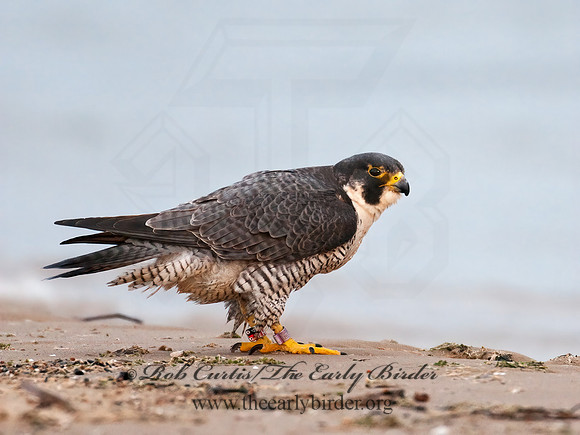 Falco peregrinus  PEREGRINE FALCON 3007035+