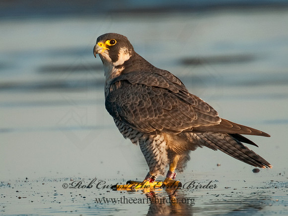 Falco peregrinus  PEREGRINE FALCON 3010357+