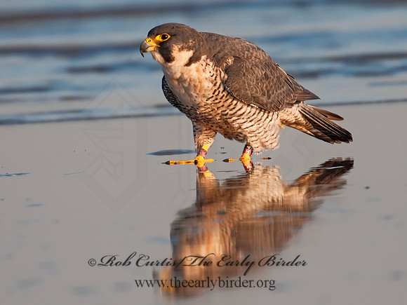 Falco peregrinus  PEREGRINE FALCON 3010363+
