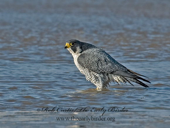 Falco peregrinus  PEREGRINE FALCON 5017559+