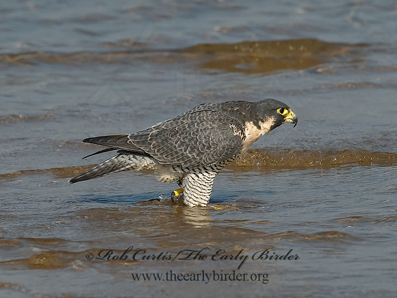 Falco peregrinus  PEREGRINE FALCON 6028103+
