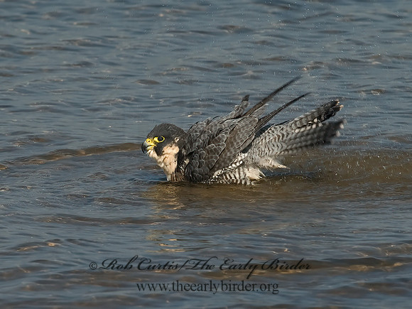 Falco peregrinus  PEREGRINE FALCON 6028124+