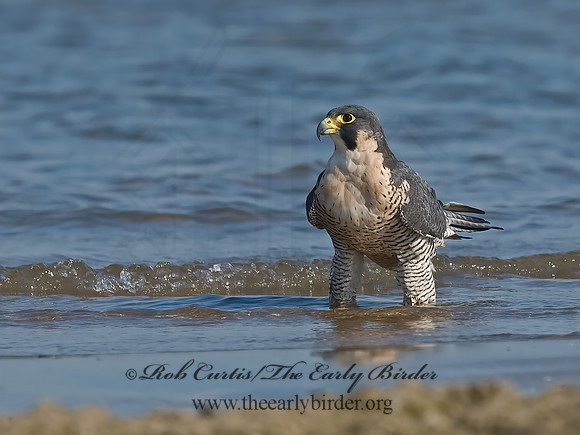 Falco peregrinus  PEREGRINE FALCON 7012510+