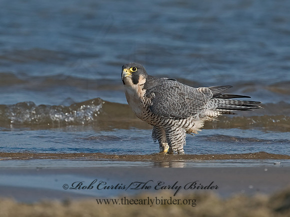 Falco peregrinus  PEREGRINE FALCON 7012513+