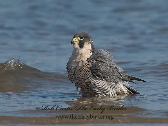 Falco peregrinus  PEREGRINE FALCON 7012522+