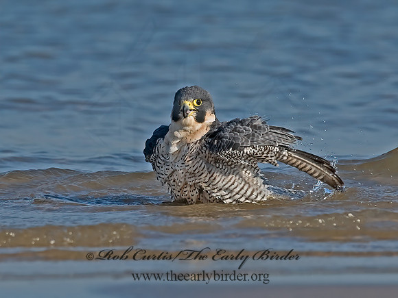 Falco peregrinus  PEREGRINE FALCON 7012525+